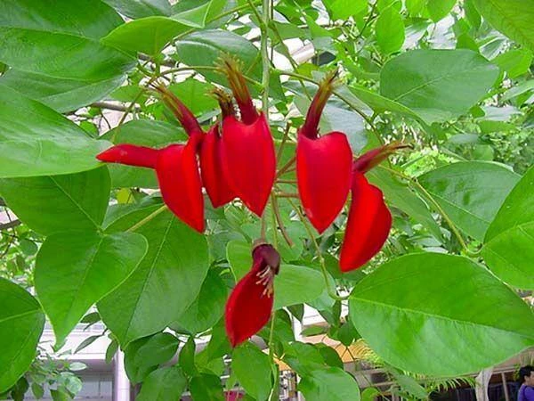 CGASPL Erythrina Indica-Coral Tree (Qg) Seeds-1 Kg Trees Of India 5 CGASPL Erythrina Indica-Coral Tree (Qg) Seeds-1 Kg Trees Of India