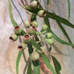 CGASPL Eucalyptus Citriodora-Lemon Scented Gum Seeds-1 Kg