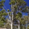 CGASPL Eucalyptus Citriodora-Lemon Scented Gum Seeds-1 Kg
