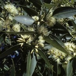 CGASPL Trees Of India Eucalyptus Grandis Seeds - 1 Kg