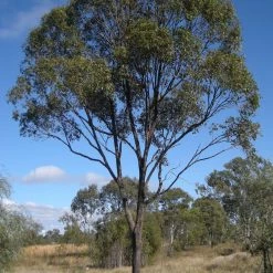 CGASPL Trees Of India Eucalyptus Hybrid (Qg) Seeds-1 Kg