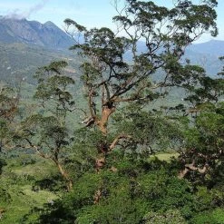 CGASPL Eucalyptus Urophylla Seeds - 1 Kg