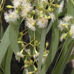 CGASPL Eucalyptus Urophylla Seeds - 1 Kg