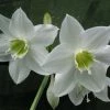CGASPL Pots By Size Eucharis Lily White Flower Bulbs (Pack Of 6)
