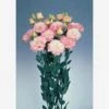 CGASPL Lisianthus (Eustoma) Echo Champagne Flower Seeds