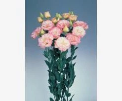 CGASPL Lisianthus (Eustoma) Echo Champagne Flower Seeds