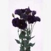 CGASPL Imported Flower Seeds Lisianthus (Eustoma) Echo Purple Flower Seeds