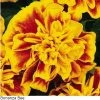 Pan American Seeds Marigold French Bonanza Bee Flower Seeds