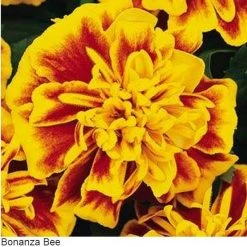 Pan American Seeds Marigold French Bonanza Bee Flower Seeds