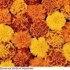 Pan American Seeds Marigold French Bonanza Mix Flower Seeds 1 Pan American Seeds Marigold French Bonanza Mix Flower Seeds
