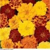 Pan American Seeds Marigold French Durango Mix Flower Seeds Imported Flower Seeds