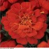 Pan American Seeds Marigold French Durango Red Flower Seeds 1 Pan American Seeds Marigold French Durango Red Flower Seeds