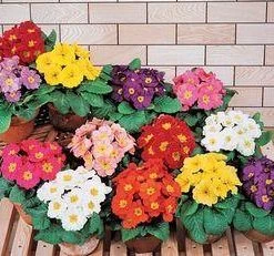 CGASPL Primula Acaulis F1 Pageant Mix Flower Seeds Imported Flower Seeds
