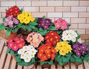 CGASPL Primula Acaulis F1 Pageant Mix Flower Seeds Imported Flower Seeds 3 CGASPL Primula Acaulis F1 Pageant Mix Flower Seeds Imported Flower Seeds