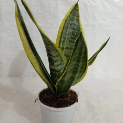 CGASPL Sansevieria Futura Superba Green Yellow Color Plant Plants