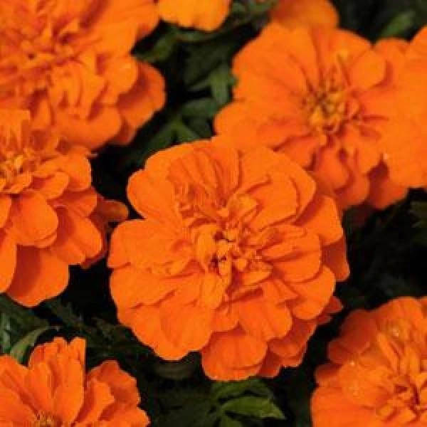 CGASPL Imported Flower Seeds Marigold French Bonanza Deep Orange Flower Seeds 3 CGASPL Imported Flower Seeds Marigold French Bonanza Deep Orange Flower Seeds
