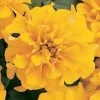 CGASPL Marigold French Bonanza Gold Flower Seeds Imported Flower Seeds 2 CGASPL Marigold French Bonanza Gold Flower Seeds Imported Flower Seeds