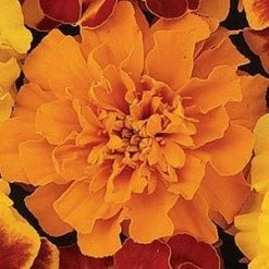 CGASPL Marigold French Bonanza Orange Flower Seeds