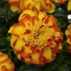 CGASPL Marigold French Flamenco Flower Seeds 2 CGASPL Marigold French Flamenco Flower Seeds