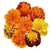 CGASPL Marigold French Super Hero Maxi Mix Flower Seeds Imported Flower Seeds
