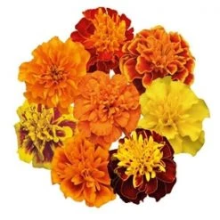 CGASPL Marigold French Super Hero Maxi Mix Flower Seeds Imported Flower Seeds