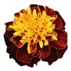 CGASPL Marigold French Super Hero Spry Flower Seeds