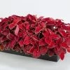 CGASPL Coleus Fairway Red Velvet Seeds