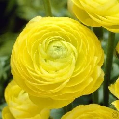 CGASPL Ranunculus Yellow Color Flower Bulbs (Pack Of 6 Bulbs)