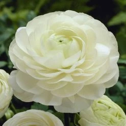 CGASPL Ranunculus White Color Flower Bulbs (Pack Of 6 Bulbs)