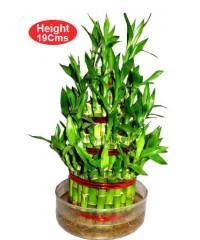 CGASPL 4 Layer Lucky Bamboo Lucky Bamboos