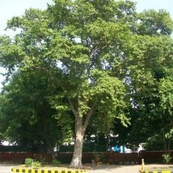 CGASPL Feronia Limonia Seeds - 1 Kg