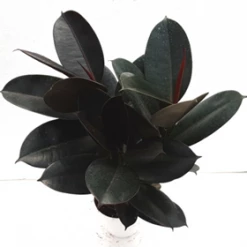 CGASPL Top 10 Best Indoor Bedroom Plants Pack 14 CGASPL Top 10 Best Indoor Bedroom Plants Pack