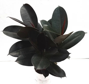 CGASPL Top 10 Best Indoor Bedroom Plants Pack 5 CGASPL Top 10 Best Indoor Bedroom Plants Pack