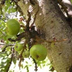 CGASPL Ficus Racemosa Seeds - 1 Kg Trees Of India