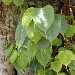 CGASPL Ficus Religiosa (Qg) Seeds - 1 Kg