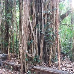 CGASPL Ficus Religiosa (Qg) Seeds - 1 Kg