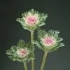 CGASPL Ornamental Cabbage Feather King Flower Seeds