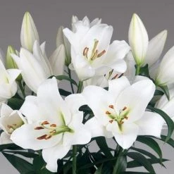 CGASPL Winter Flower Bulbs Lilium Oriental Forever White Flower Bulbs (Pack Of 10)