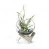 CGASPL Foundation Livetrend Air Plant - ( Plant And Pot Both ) Plants
