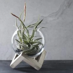 CGASPL Foundation Livetrend Air Plant - ( Plant And Pot Both ) Plants