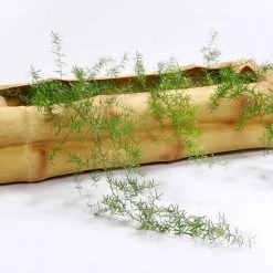 CGASPL Pot-Planters Bamboo Senior Fiber Planter