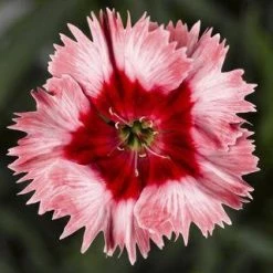 CGASPL Dianthus Super Parfait Strawberry Flower Seeds