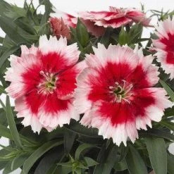 CGASPL Dianthus Super Parfait Red Peppermint Flower Seeds Imported Flower Seeds