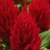 Pan American Seeds Celosia Plumosa First Flame Red Flower Seeds Imported Flower Seeds