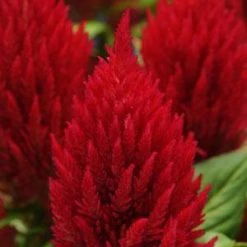 Pan American Seeds Celosia Plumosa First Flame Red Flower Seeds Imported Flower Seeds