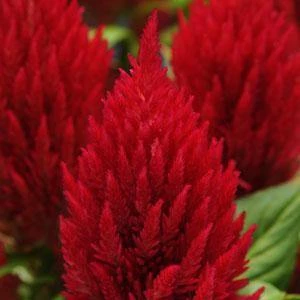 Pan American Seeds Celosia Plumosa First Flame Red Flower Seeds Imported Flower Seeds 3 Pan American Seeds Celosia Plumosa First Flame Red Flower Seeds Imported Flower Seeds