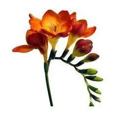 CGASPL Fressia Red-Yellow Boicolour Flower Bulbs (Pack Of 6) Rainy Flower Bulbs