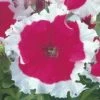 CGASPL Imported Flower Seeds Petunia Single Gf. Frost Cherry Flower Seeds