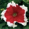CGASPL Petunia Single Gf. Frost Fire Flower Seeds Imported Flower Seeds 2 CGASPL Petunia Single Gf. Frost Fire Flower Seeds Imported Flower Seeds