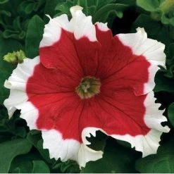 CGASPL Petunia Single Gf. Frost Fire Flower Seeds Imported Flower Seeds